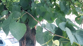 7-S